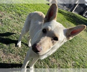 German Shepherd Dog Dogs for adoption in Riverside, CA, USA