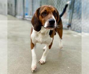 Beagle Dogs for adoption in Roanoke, VA, USA
