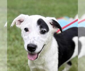 Labrador Retriever-Unknown Mix Dogs for adoption in Yardley, PA, USA