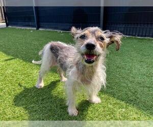 Maltese-Parson Russell Terrier Mix Dogs for adoption in Orange, CA, USA