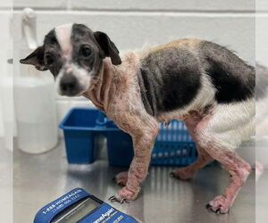 Chihuahua-Unknown Mix Dogs for adoption in Forestville, MD, USA
