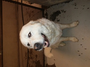 Great Pyrenees Dogs for adoption in Roanoke, TX, USA