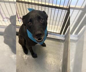 Labrador Retriever-Unknown Mix Dogs for adoption in San Antonio, TX, USA