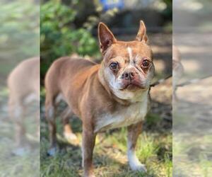 Boston Terrier Dogs for adoption in Salinas, CA, USA