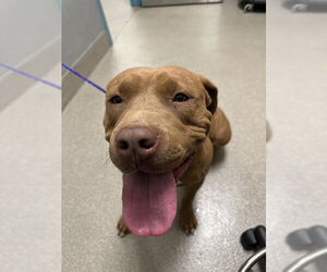 American Pit Bull Terrier-Unknown Mix Dogs for adoption in Las Vegas, NV, USA