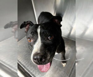 American Pit Bull Terrier Dogs for adoption in Downey, CA, USA