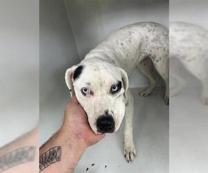 American Pit Bull Terrier-Unknown Mix Dogs for adoption in Houston, TX, USA