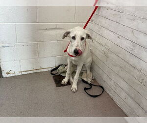 Labrador Retriever-Unknown Mix Dogs for adoption in San Bernardino, CA, USA