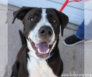 Pointer Dogs for adoption in Cheyenne, WY, USA