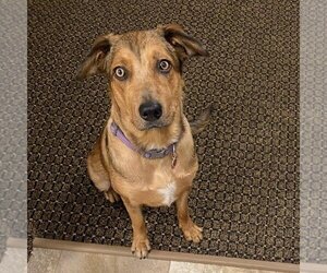 Mutt Dogs for adoption in Hurricane, UT, USA