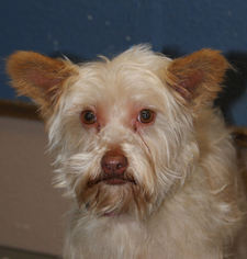 Mutt Dogs for adoption in Prosser, WA, USA