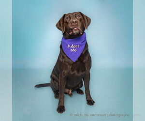 Labrador Retriever Dogs for adoption in Corona, CA, USA