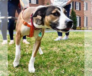 Bogle Dogs for adoption in Arlington, VA, USA