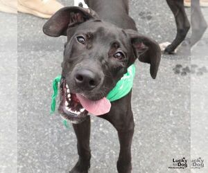 Great Dane-Labrador Retriever Mix Dogs for adoption in Washington, DC, USA