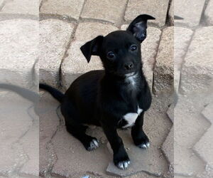 Chihuahua Dogs for adoption in Hesperia, CA, USA