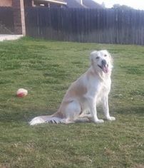 Great Pyrenees Dogs for adoption in Killeen, TX, USA