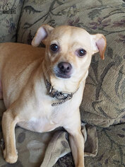 Chihuahua Dogs for adoption in Troy, IL, USA