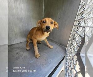 Labrador Retriever-Unknown Mix Dogs for adoption in San Antonio, TX, USA