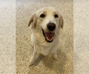 Great Pyrenees Dogs for adoption in Maple Grove, MN, USA