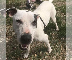 Dalmatian-Labrador Retriever Mix Dogs for adoption in New Braunfels, TX, USA