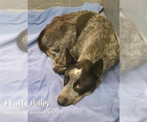 Mutt Dogs for adoption in San Antonio, TX, USA