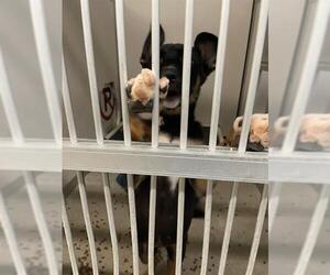 German Shepherd Dog Dogs for adoption in Stockton, CA, USA