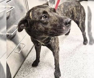 Catahoula Leopard Dog Dogs for adoption in Houston, TX, USA