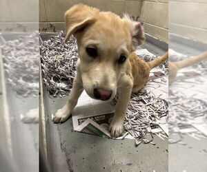 Labrador Retriever-Unknown Mix Dogs for adoption in Anchorage, AK, USA