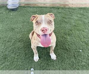American Pit Bull Terrier-Unknown Mix Dogs for adoption in HESPERIA, CA, USA
