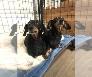 Dachshund Dogs for adoption in York, SC, USA