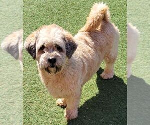 Unknown-Wheaten Terrier Mix Dogs for adoption in Carrollton, TX, USA