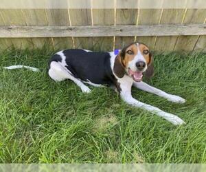 Coonhound Dogs for adoption in Bellbrook, OH, USA