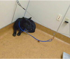 Border Collie-Unknown Mix Dogs for adoption in Sacramento, CA, USA