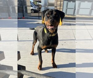 Rottweiler Dogs for adoption in Elk Grove, CA, USA