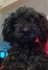 Medium Photo #1 Poodle (Toy) Puppy For Sale in Centreville, VA, USA