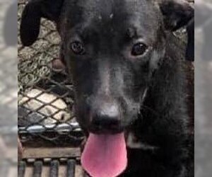 Labrador Retriever-Unknown Mix Dogs for adoption in Palatine/Kildeer/Buffalo grove, IL, USA