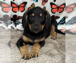 Labrador Retriever-Spaniel Mix Dogs for adoption in Wetumpka, AL, USA