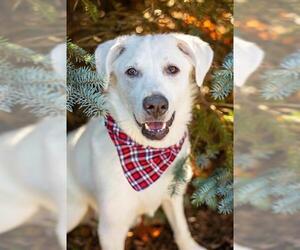 Labsky Dogs for adoption in Dedham, MA, USA