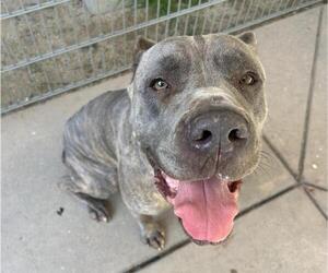 Mutt Dogs for adoption in Martinez, CA, USA