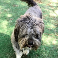 Lhasa Apso-Unknown Mix Dogs for adoption in Newhall, CA, USA