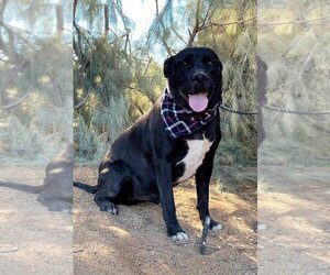 American Staffordshire Terrier-Labrador Retriever Mix Dogs for adoption in Seal Beach , CA, USA