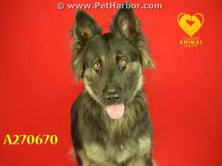 Medium Photo #1 German Shepherd Dog Puppy For Sale in Stockton, CA, USA