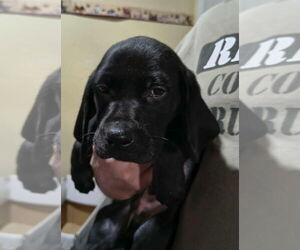 Labrador Retriever-Unknown Mix Dogs for adoption in Aurora, IN, USA