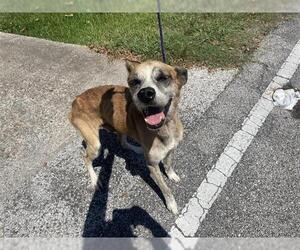 Labrador Retriever Dogs for adoption in Houston, TX, USA