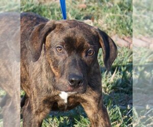 American Pit Bull Terrier-Labrador Retriever Mix Dogs for adoption in Richmond, VA, USA