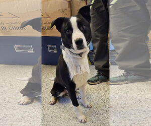 Borador Dogs for adoption in Salt Lake City, UT, USA