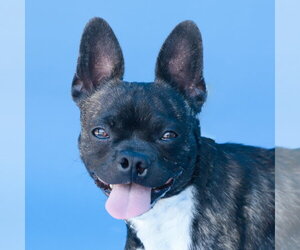Boston Terrier Dogs for adoption in Pasadena, CA, USA