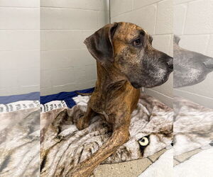 Great Dane Dogs for adoption in Palm Beach, FL, USA