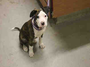 Medium Photo #1 Boxer-Staffordshire Bull Terrier Mix Puppy For Sale in Modesto, CA, USA