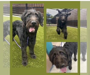 Labradoodle Dogs for adoption in Newfoundland, PA, USA